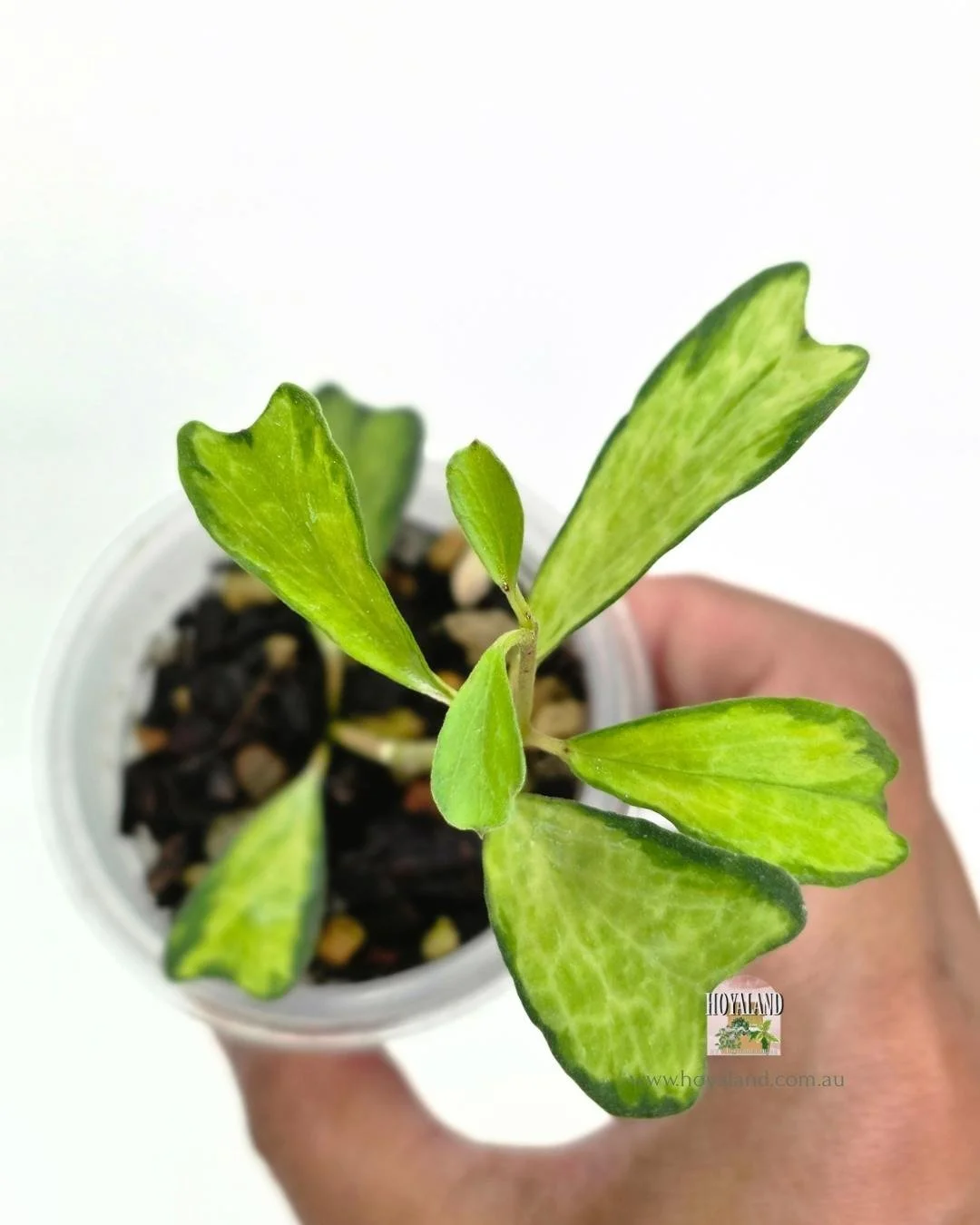 🍂 Hoya manipurensis Variegata | Mature Leaves -Small | Hoyaland